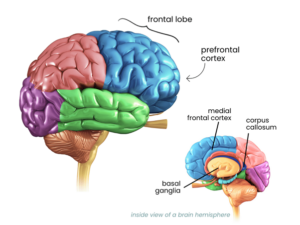 ADHD vs Neurotypical Brains | Mental Health Academy